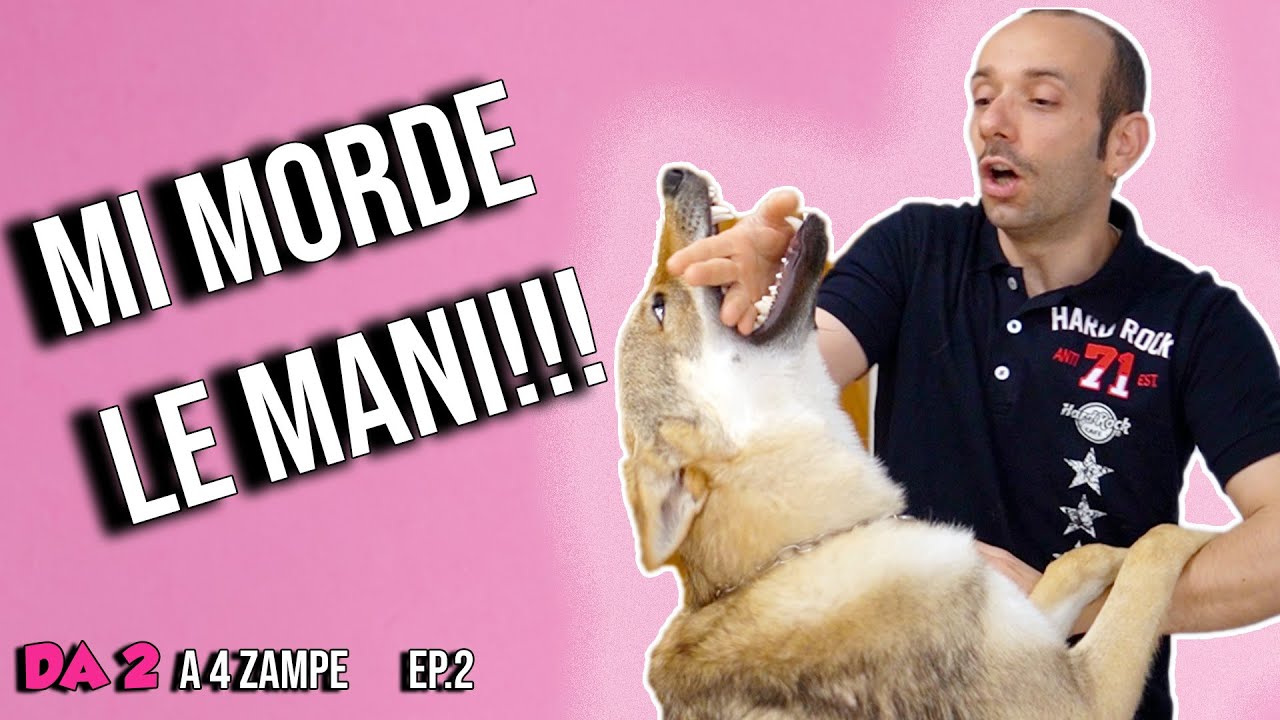 DA 2 A 4 ZAMPE - Episodio 2 - IL CANE MI MORDE LE MANI! AIUTOOO!!