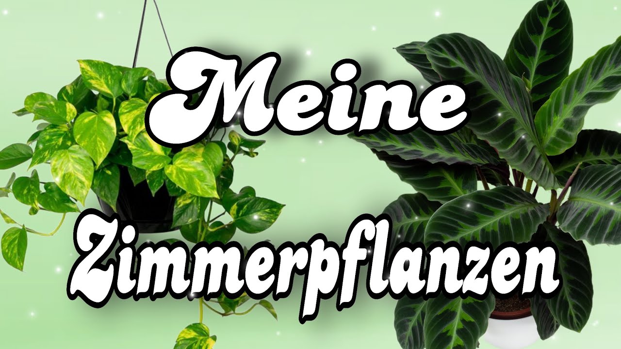 Meine Zimmerpflanzen 🪴 #zimmerpflanzen #pflanzen #pflanzenliebe #plants