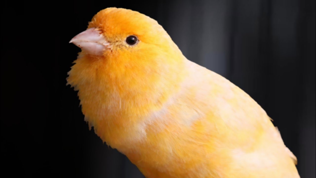 #004 Kenari Gacor Panjang Rol Rapat | Burung Kenari Bernyanyi, Canario Belga