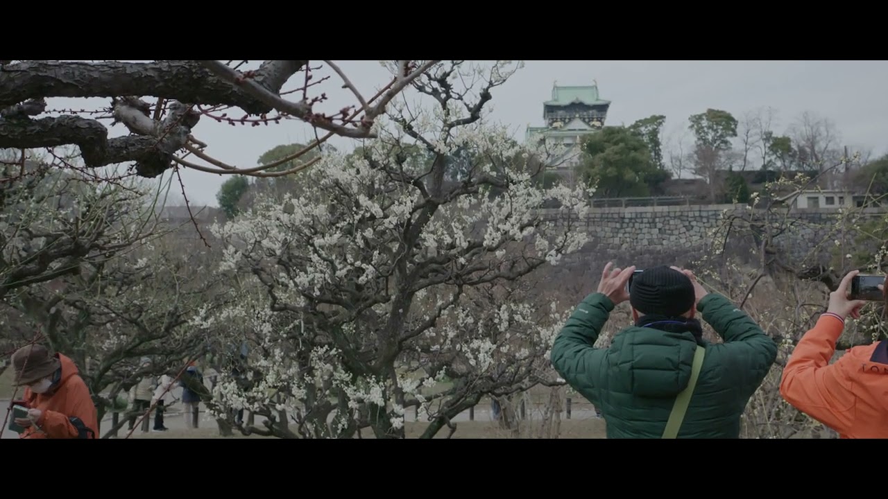 大阪城公園の梅林（2026年2月）