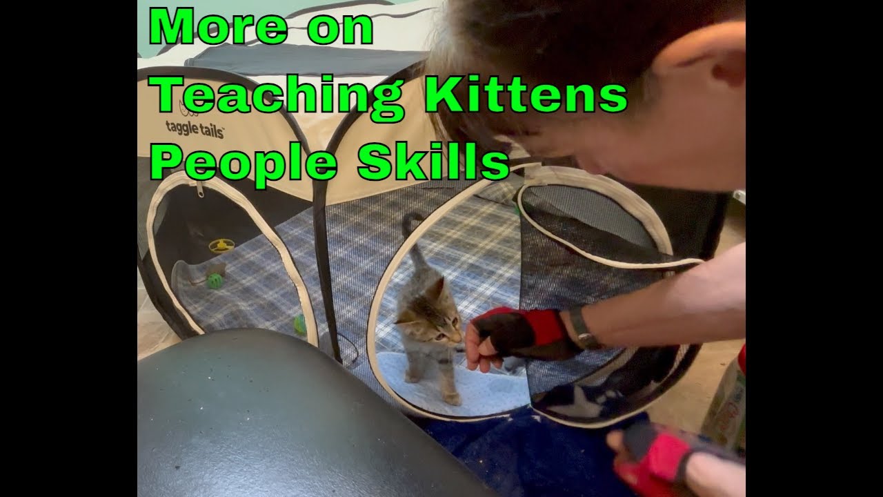 Teaching kittens people skills - my mommy was a wild cat