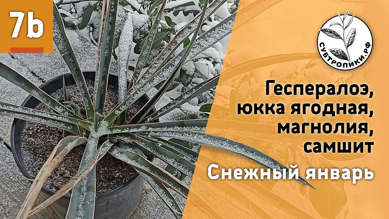 В саду после снегопадов (17.01.2026)