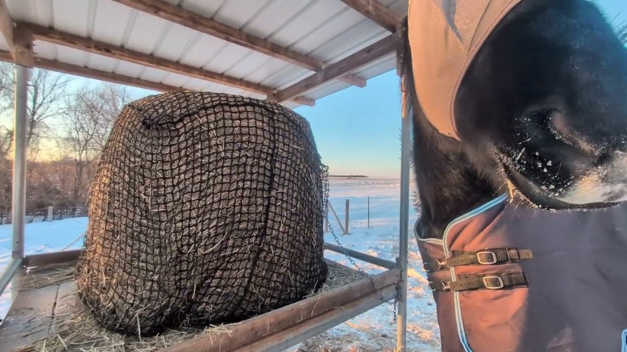 GutzBusta Horse Hay Net Review