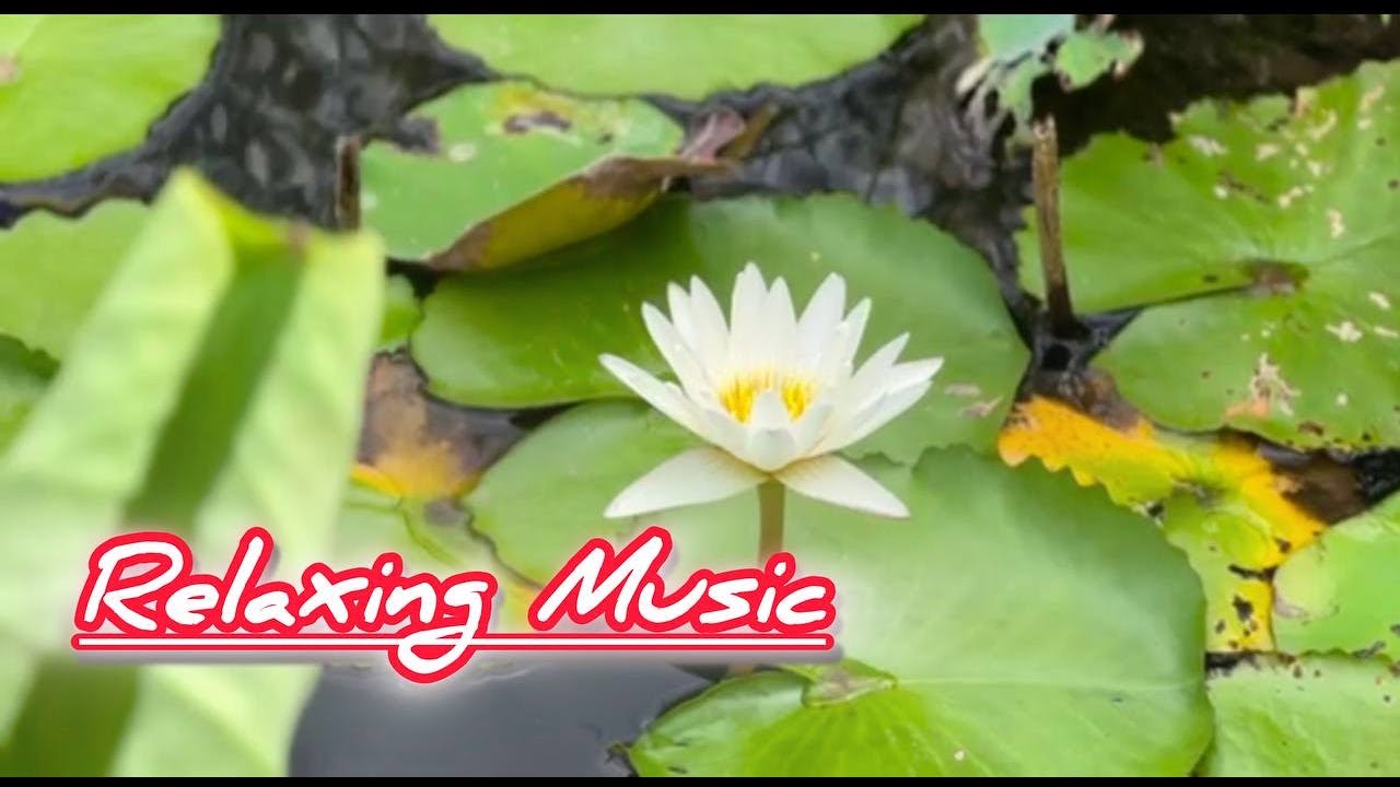 Relaxing Music for Relieves Stress 🍃 Calm Anxiety Relief & Depression 🌙 Deep Sleep Music