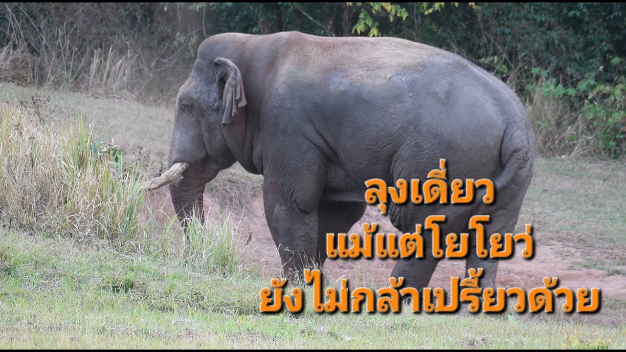 ลุงเดี่ยว แม้แต่พี่โยโยว์ยังวิ่งหนีไม่เหลียวหลัง (แก่แต่เก๋า)