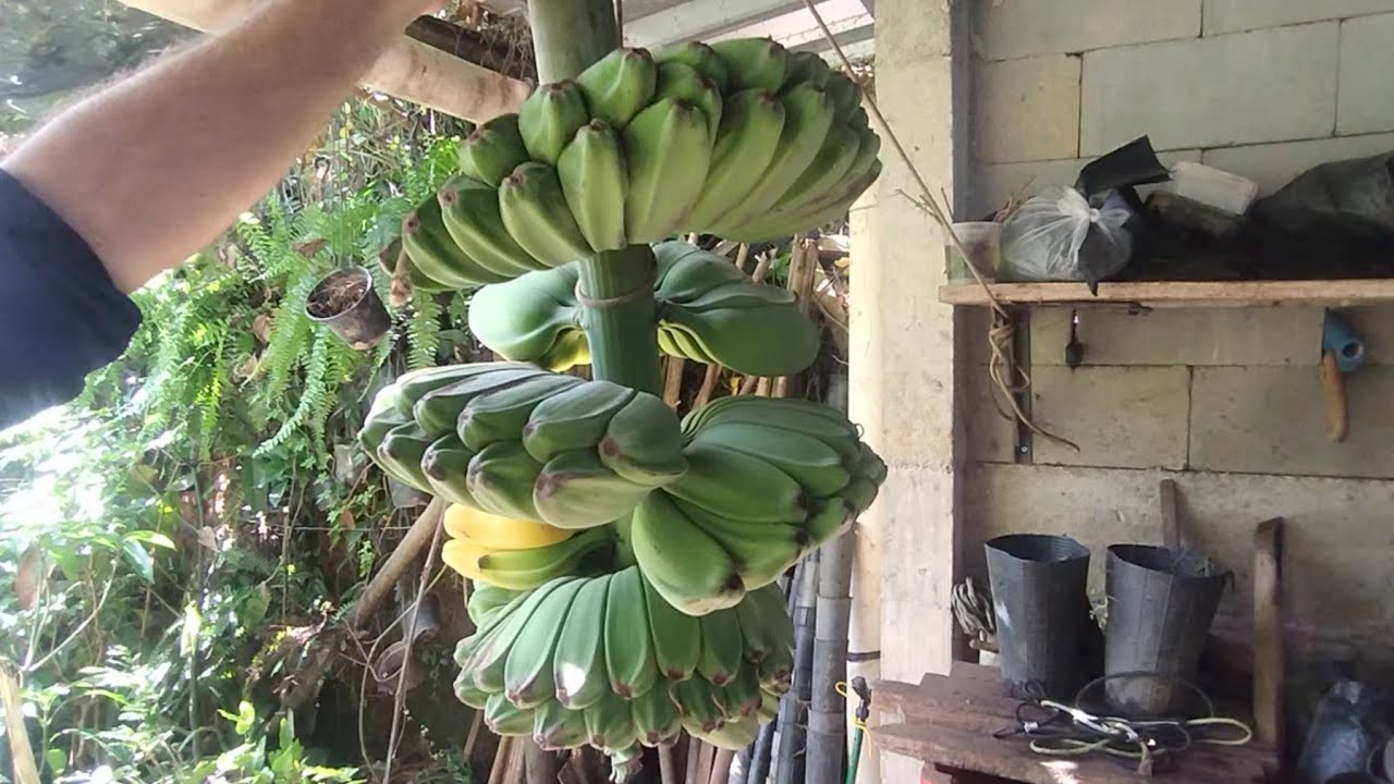 Bananeiras Blu Java nan Wah mão orando mil dedos da Ásia e do Panamá roxa laranja terra variegata...