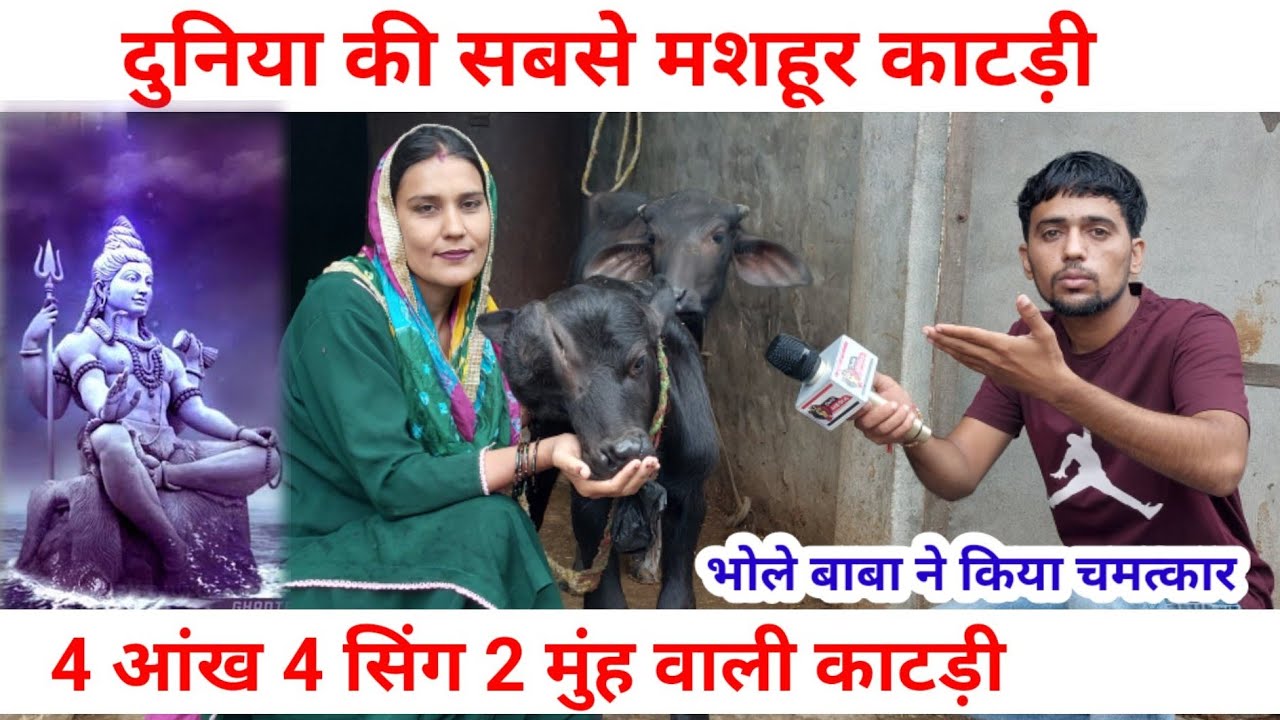 4 आंख 4 सिंग 2 मुंह वाली काटड़ी | भोले बाबा ने की इच्छा पूरी | Swag Media| Ajay Gill Kurar |