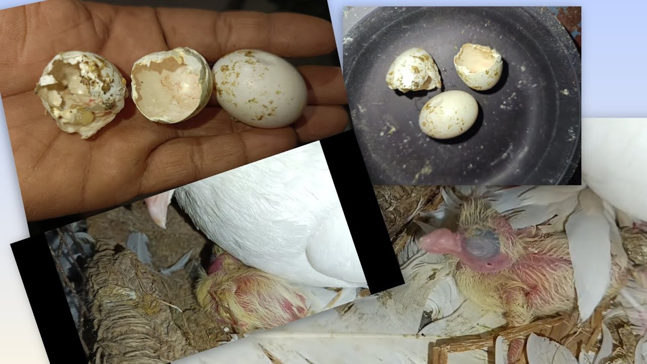 মীরাক্কেল হয়ে গেল আজ আমার 😉সোঙ্গে🕊️#birds #pigeonlaver #highlights #pigeon #pigeonloft 