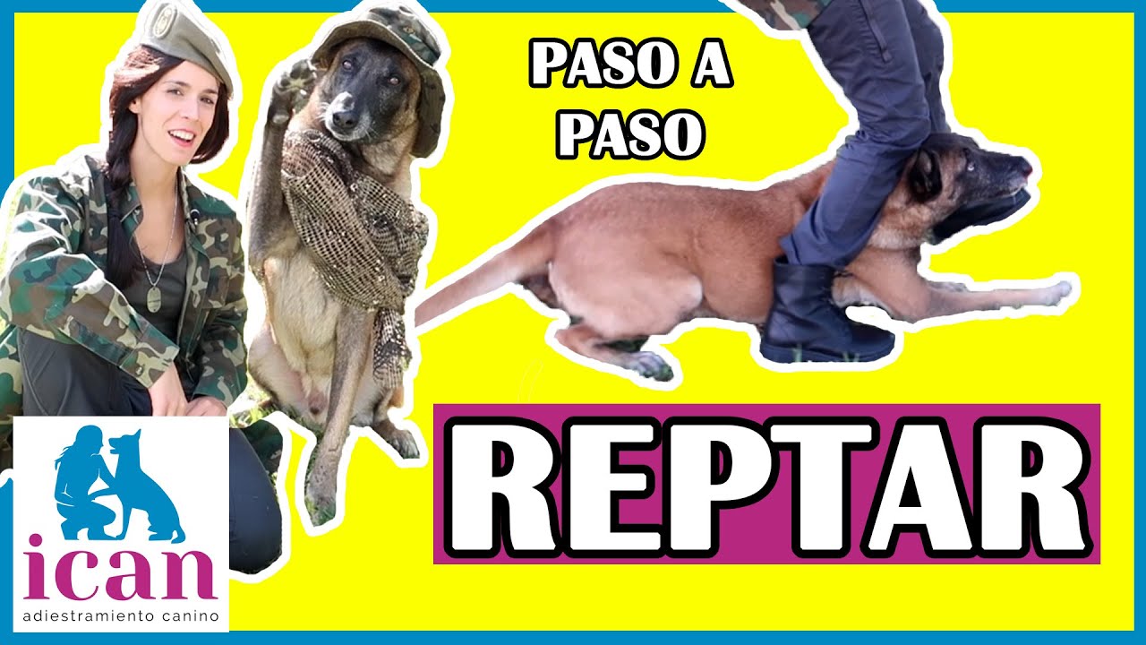 Enseña a tu PERRO a REPTAR | TRUCO MILITAR | Adiestramiento Canino