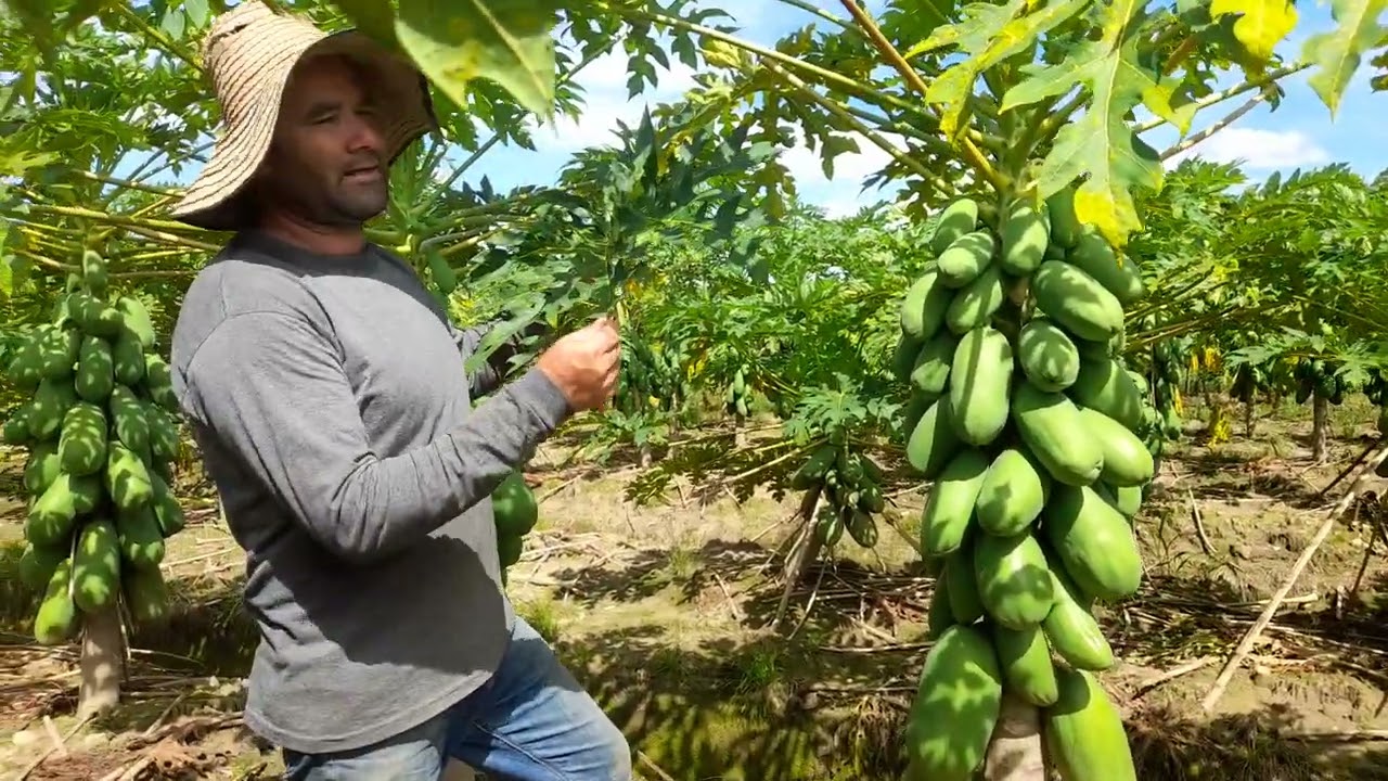 Identificacion y control de lorito en el cultivo de papayá.