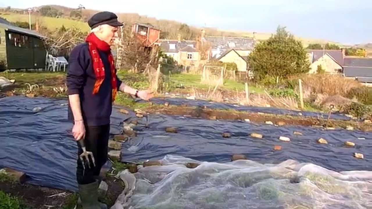 Organic carrot growing - sowing, cultivation and pest protection
