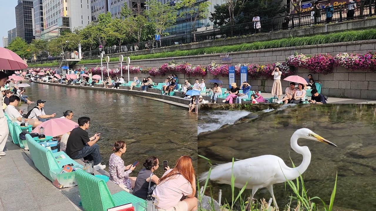 외국인들도 신기해 하는 청계천의 초여름/ 백로 왜가리 왕성한 물고기 사냥/해오라기 청둥오리 잉어 떼  summer in Cheonggyecheon