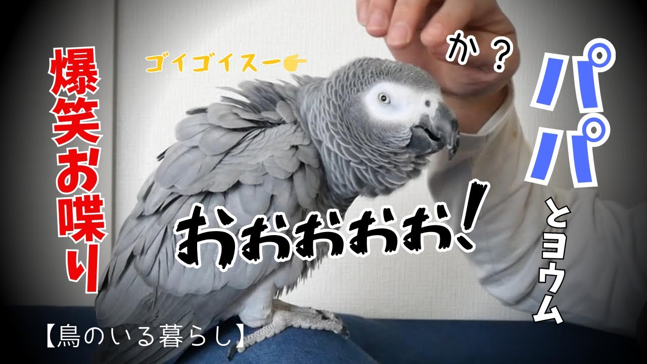 【パパとヨウム】2人の嬉しい成長と爆笑アレンジお喋り【鳥のいる暮らし】