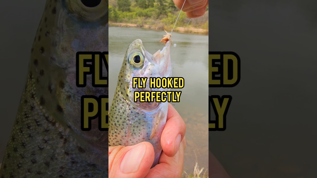 CLEAR BUBBLE METHOD!!#troutfishing #trout #fishingvideo #fishinglife #fishing #flyfishing #fish