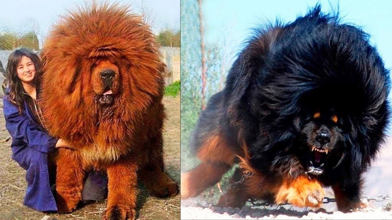 Top 7 Perros M&aacute;s Caros Del Mundo