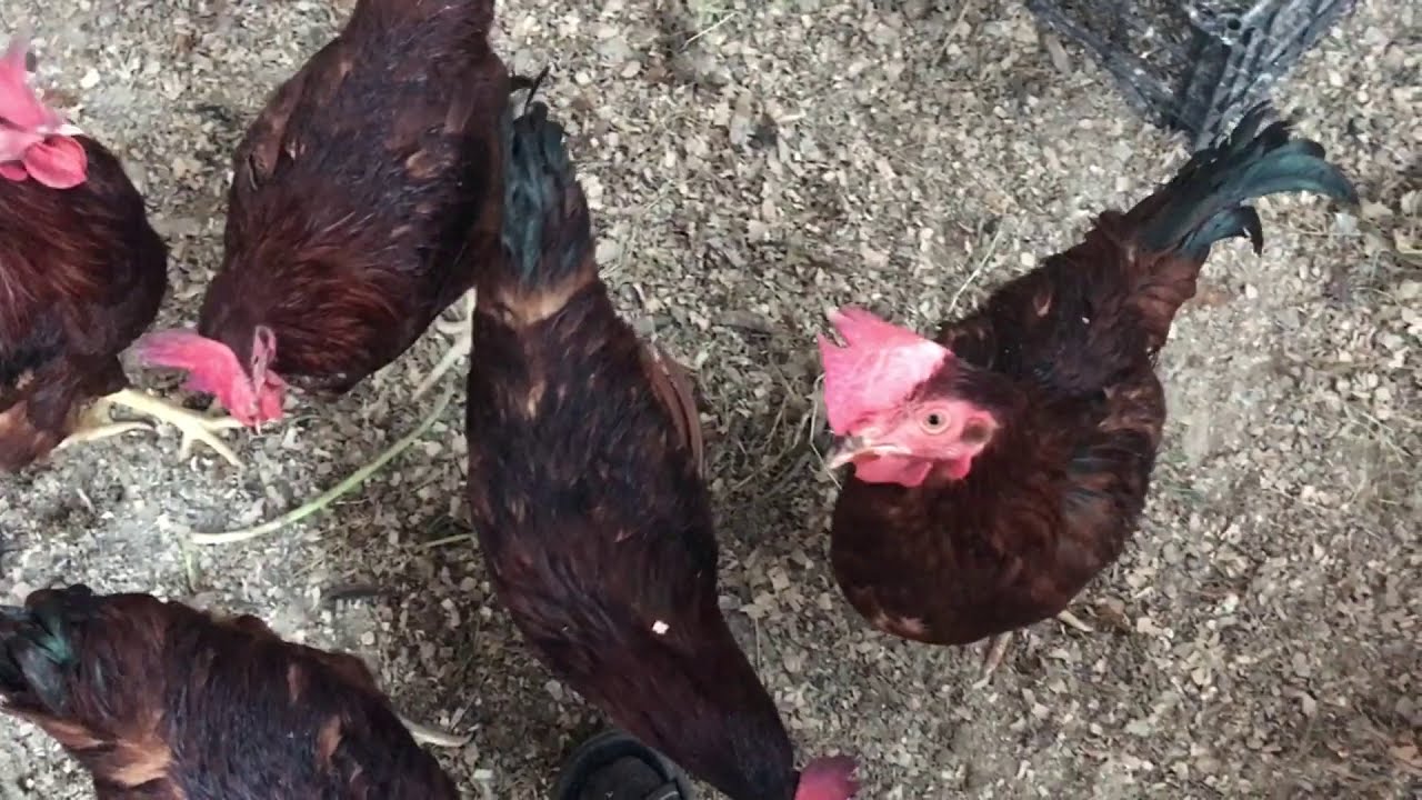 HOROZLARI KÜMESE TAŞIDIM