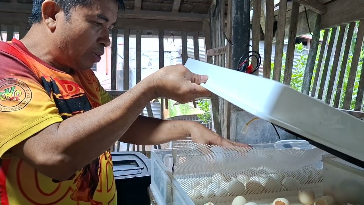 Chicks transferring to the hatchery