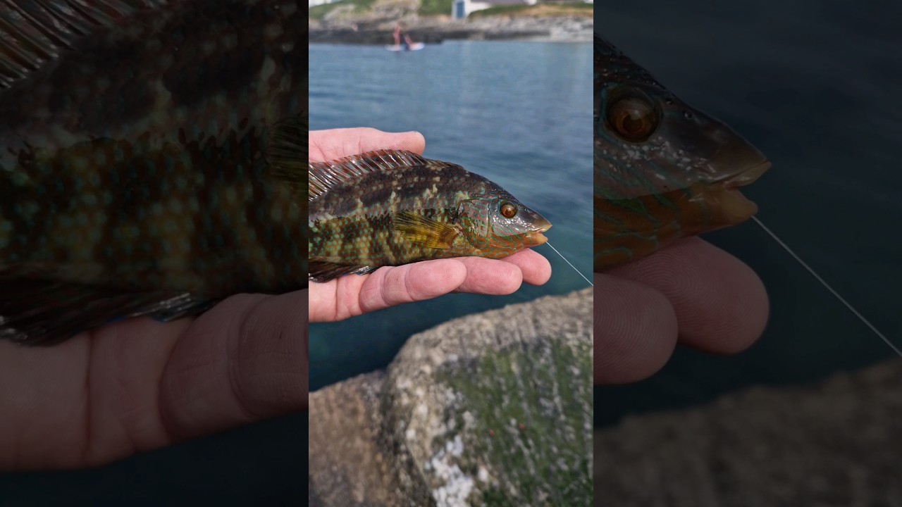 Sea fishing Treaddur Bay Stunning Colours 