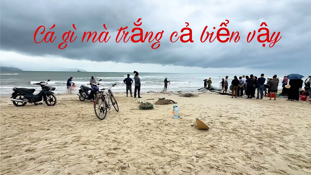 Đánh Cá Ven Biển - Bội Thu Cá Hố Kiếm Tiền Triệu Mỗi Ngày 