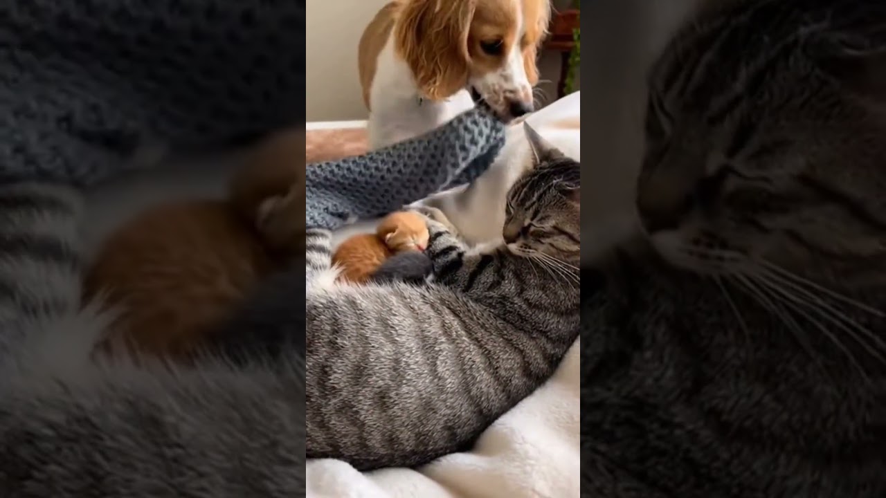 A Gentle Dog Watching Over a Loving Cat Peaceful Moments Together 
