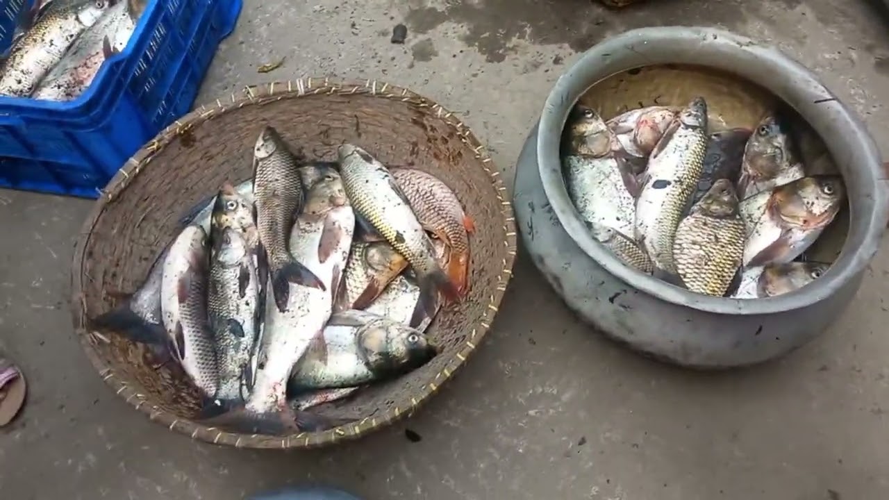 গ্রামীন পুকুরের মাছ ধরার দৃশ্য &শেষ পর্যন্ত কি পেলাম 