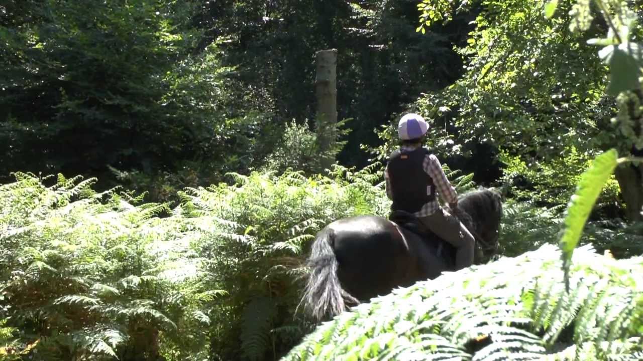 Burnham Beeches - a very different day out to this beautiful National Nature Reserve
