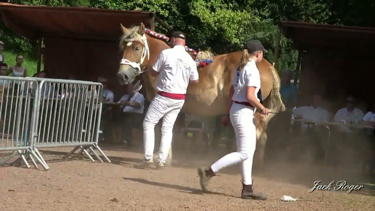 Trait du Nord 111ème Concours National spécial femelles Samedi 20 juillet 2024 Cambrai