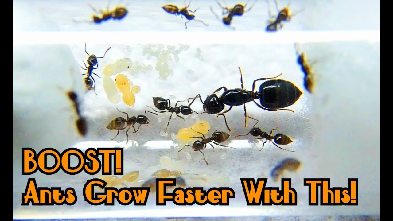 Speed Up Ant Colonies Growth With Heat!