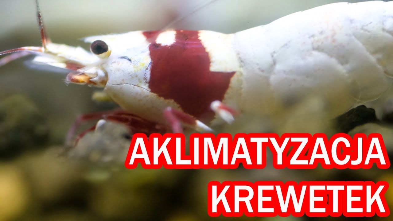 Krewetki akwariowe - aklimatyzacja kropelkowa Caridina i Neocaridina