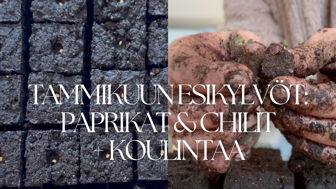 Tammikuu 2026 esikylvöt: paprikat ja chilit + koulintaa