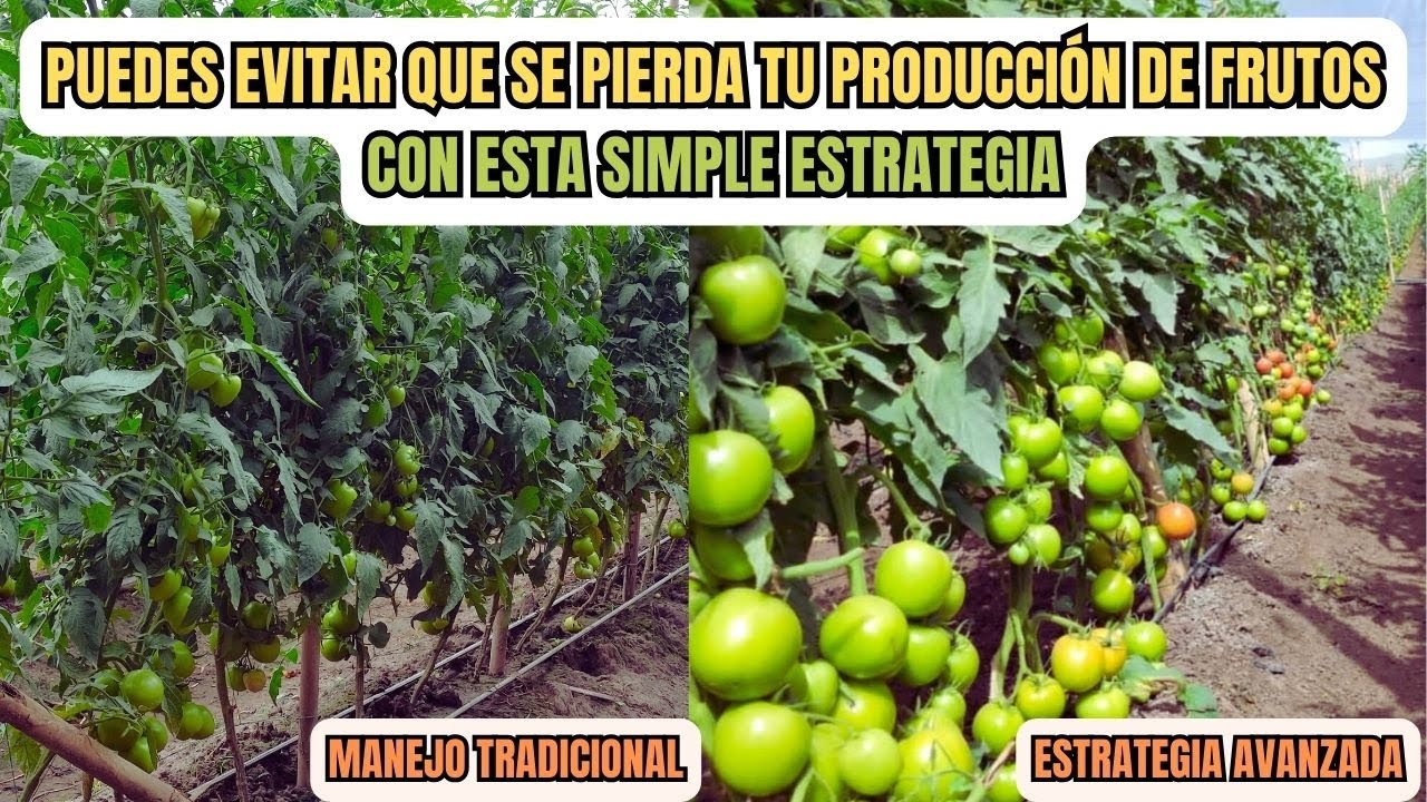 La Mejor Estrategias para duplicar la producción en cultivos de tomates en 2025