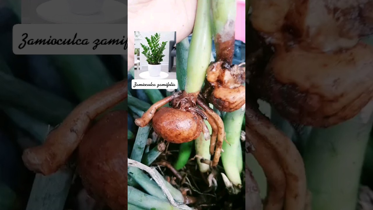 Zamioculca #zzplant #zamioculca #plantas #plantasdeinterior #plants #cactus #suculentas #urbanjungle