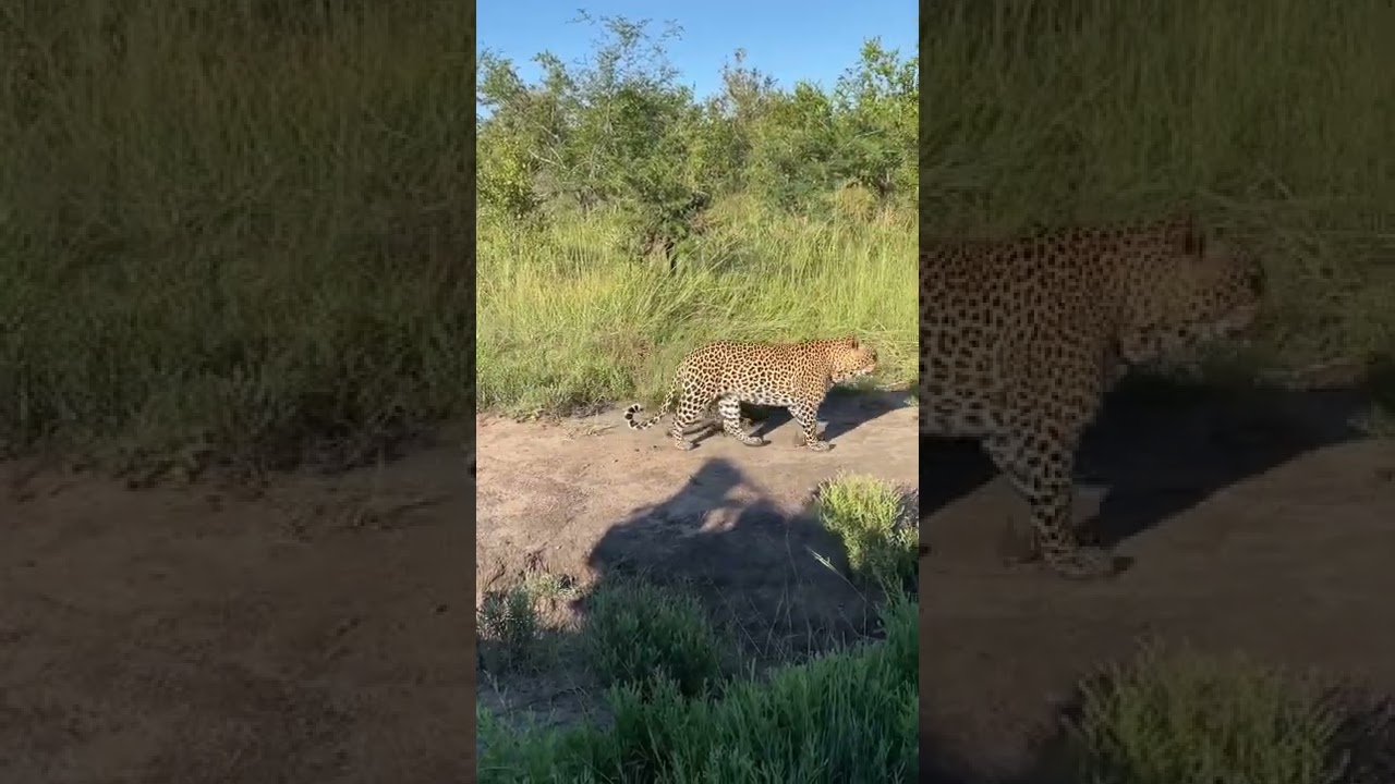 Massive male leopard with a female following