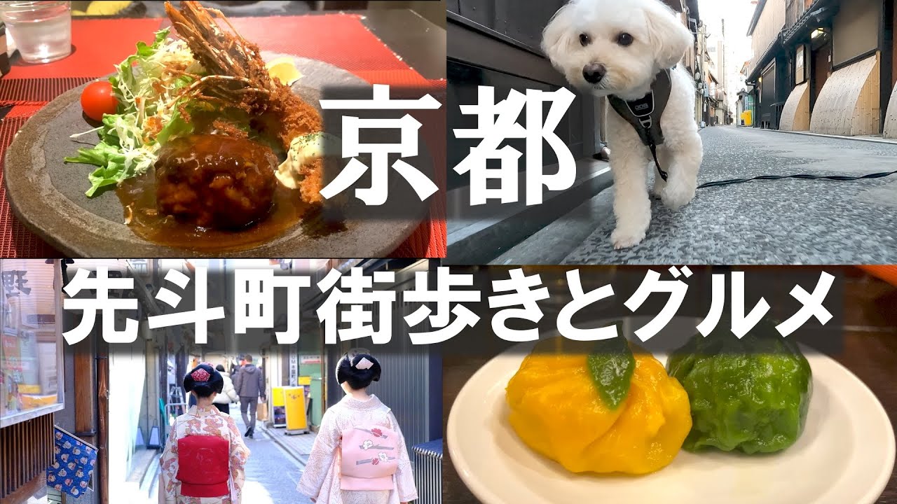 京都🦮地元民と歩く先斗町＆グルメ🐕 pontocho kyoto japan