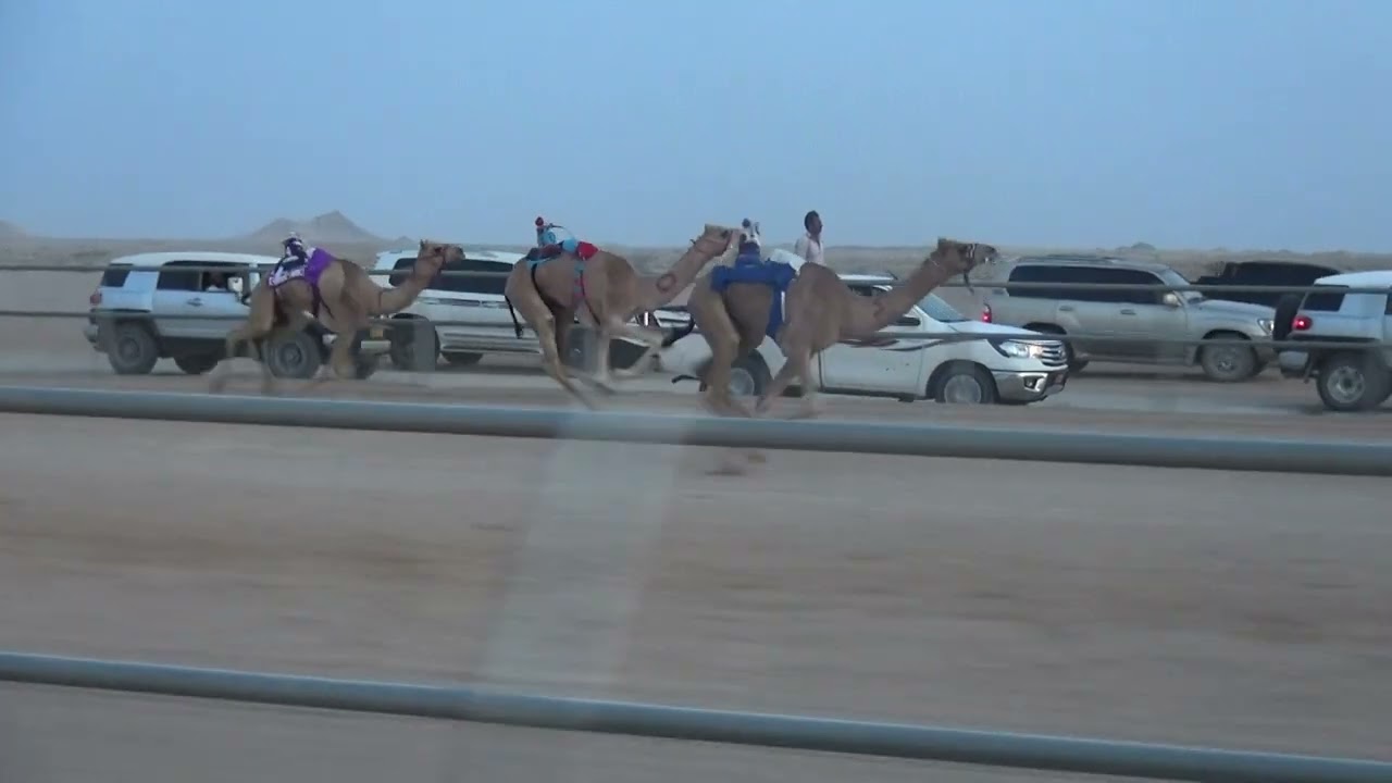 الشوط الأول اليوم السبت 29 / 6 / 2024 م التأهيل الثاني