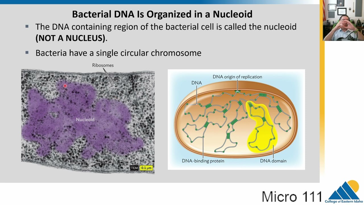 MICRO 111 Ch5.4 The Nucleoid and Bacterial Cell Division