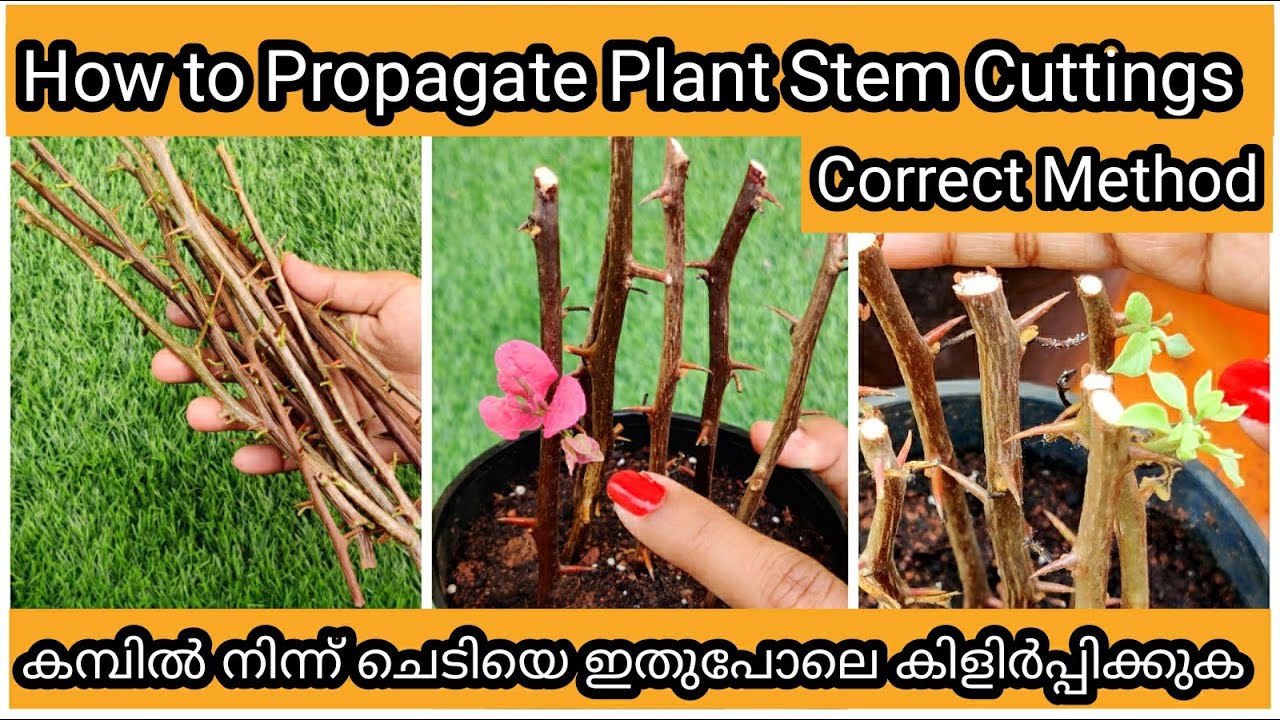 7 Simple Tips for Propagating Plants from Stem Cuttings | കമ്പിൽ നിന്ന്  കിളിർപ്പിക്കാൻ 7 ടിപ്സ്