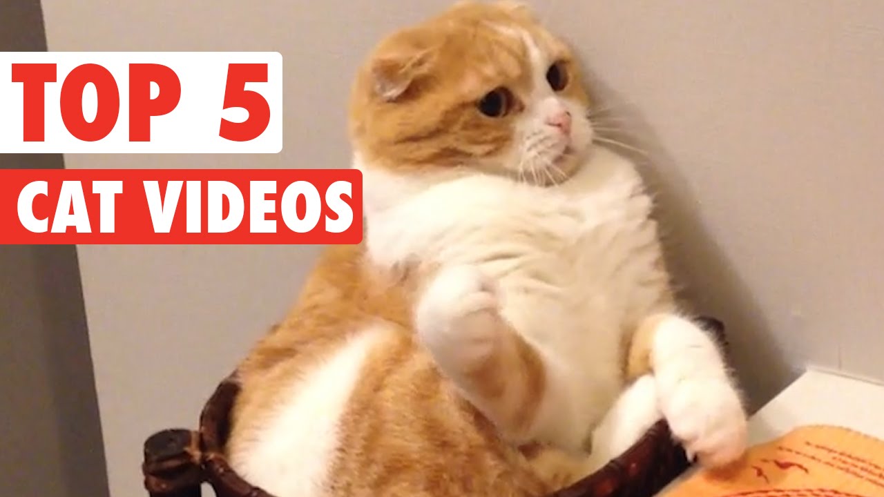 Top 5 Cat Videos || Feb 19 2016
