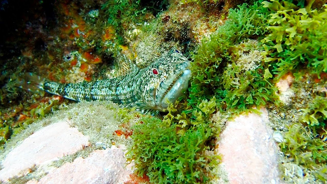 Pez Lagarto (Synodus synodus) en el mar de Canarias