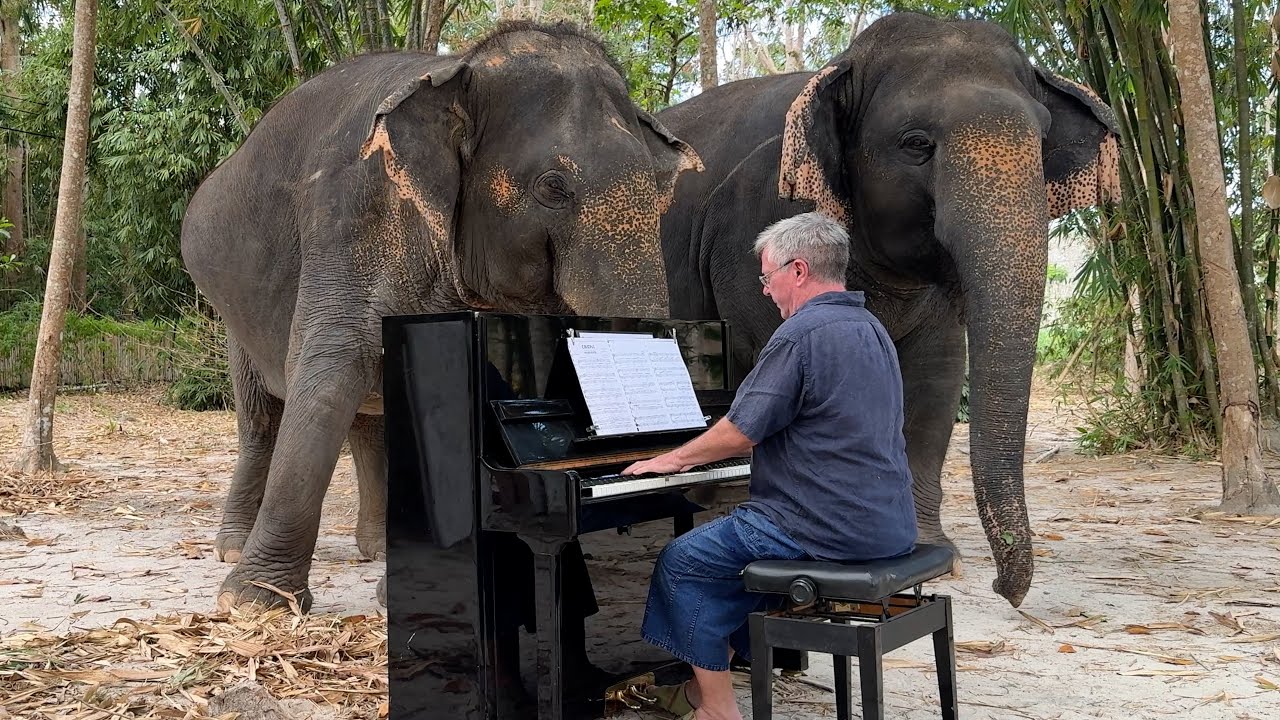 &ldquo;Cavatina&rdquo; on Piano Makes Elephants Affectionate and Sing