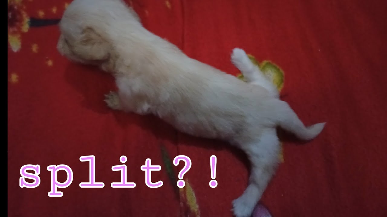 Swimmer's syndrome Puppy Tape method (Part 1)
