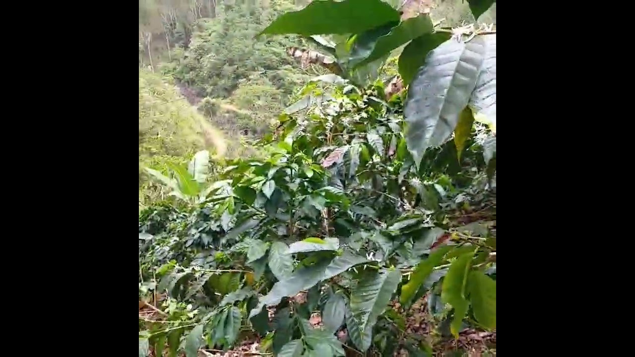 Fui a una finca cafetalera, y me impresione de su belleza..💚☀️