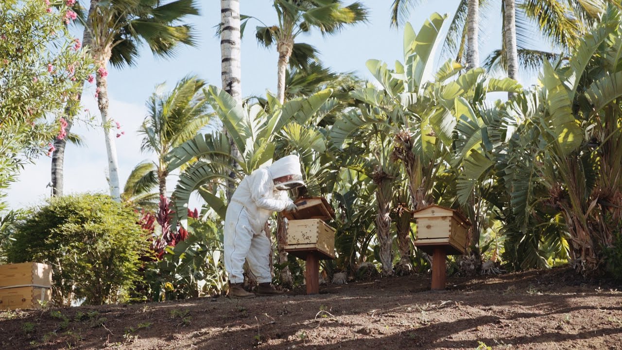 How to keep bees in Hawaii at the Fairmont Orchid Resort