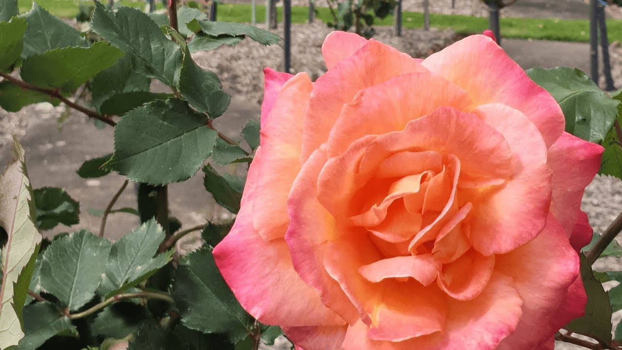 Botanical Bliss: A Virtual Walk through the Beautiful Rose Garden