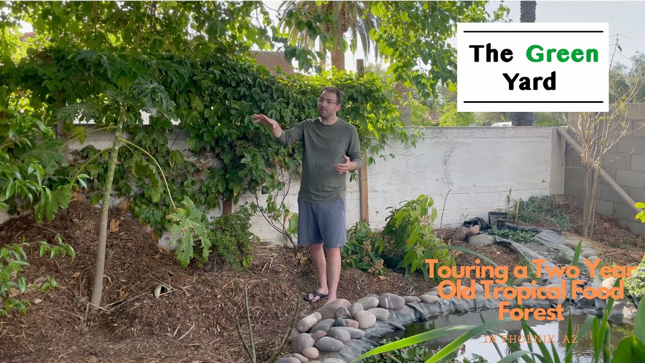 Touring a Three Year Old TROPICAL FOOD FOREST in Zone 9B, Phoenix, AZ!