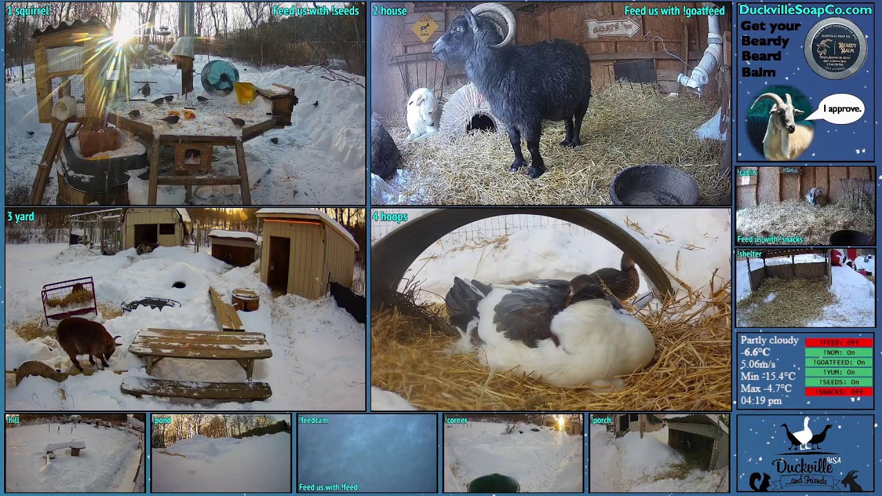 FREE DAILY FEED - Relax with ducks, goats, pups, squirrels, bunnies and other animals!
