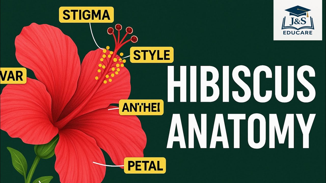 Hibiscus Flower Anatomy Explained in Simple Steps!