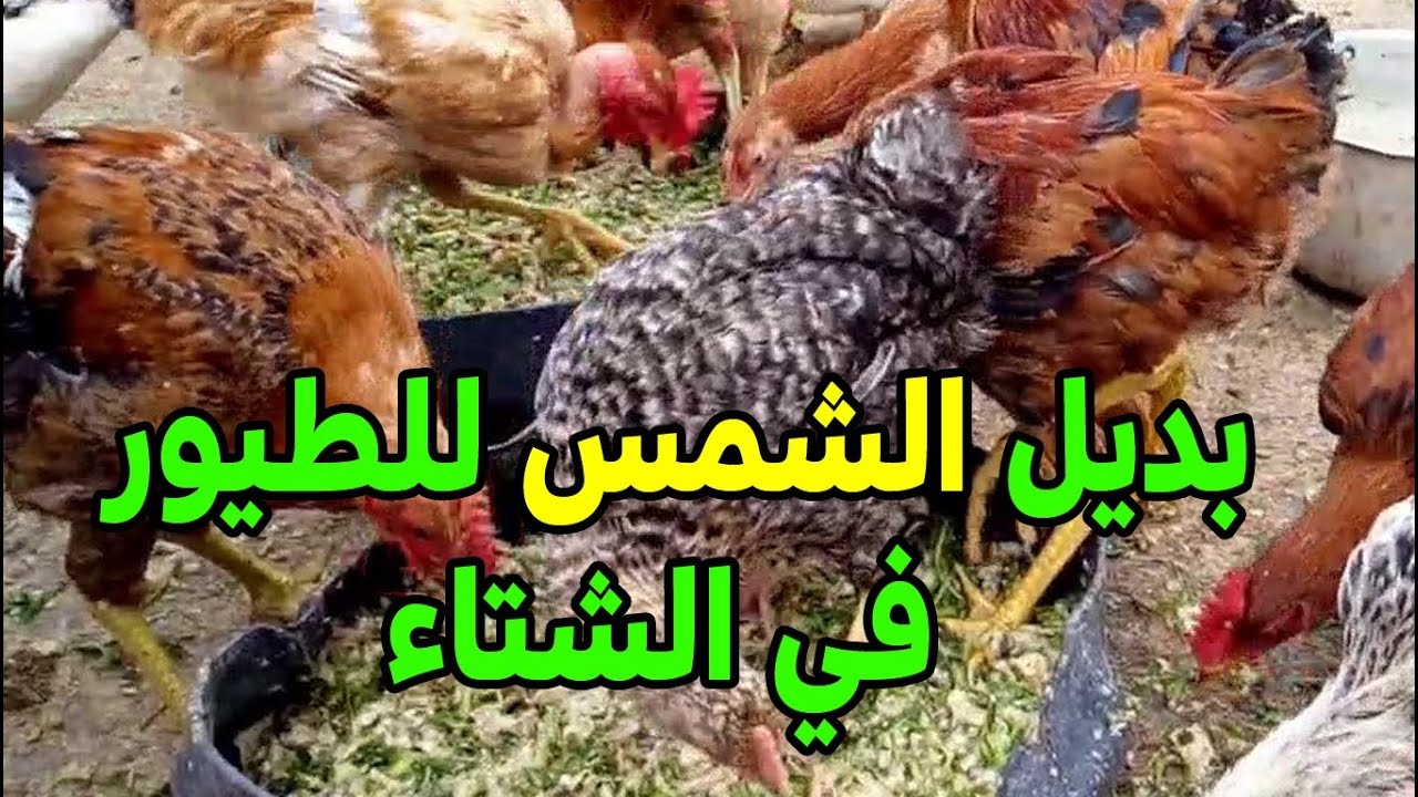 تربية الدجاج بدون شمس هل ينفع نربي الطيور من غير شمس وما هو الشئ البديل للشمس في الغرف المغلقة