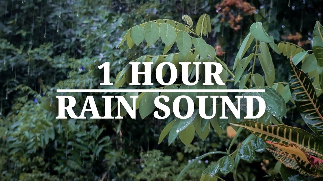 1 Hour Rain Sounds 🌧️ | Deep Sleep, Relaxing Rain, Stress Relief