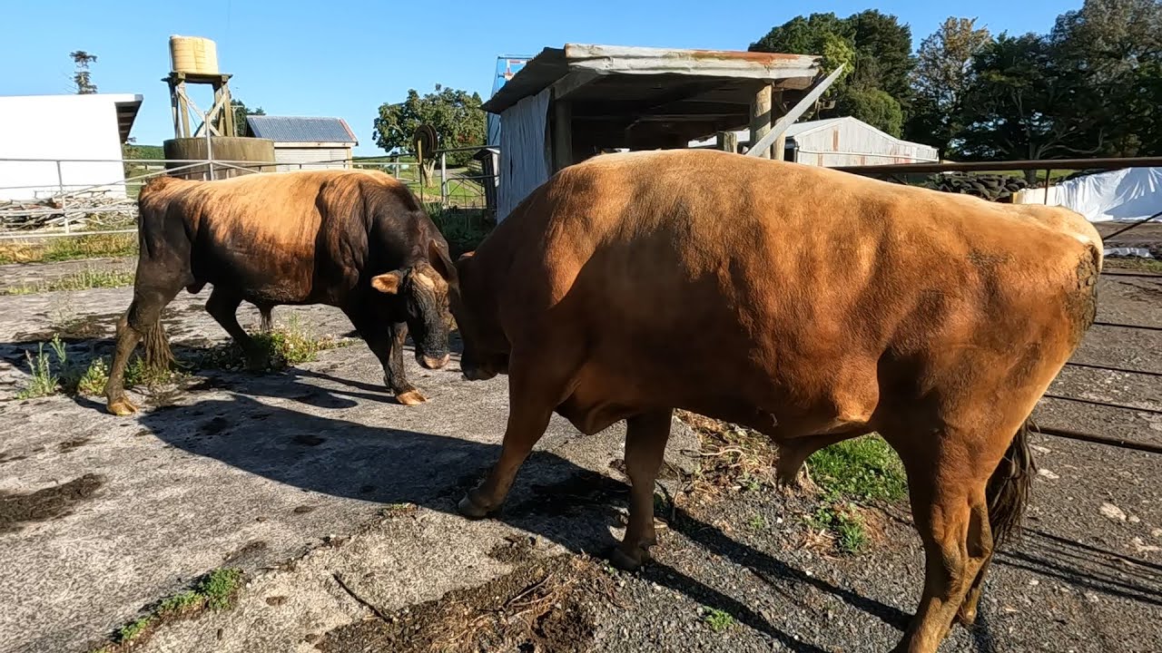 Bulls Are Off To The Works, Just Hope They Don't Destroy The Yards First?!